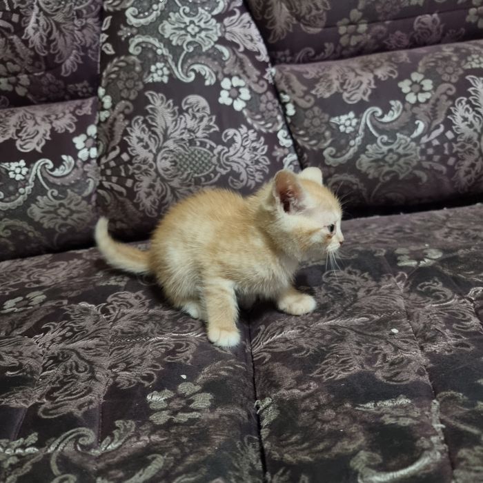 Продам котенка мальчика британец