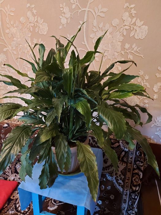 Спатифиллум, крупные растения