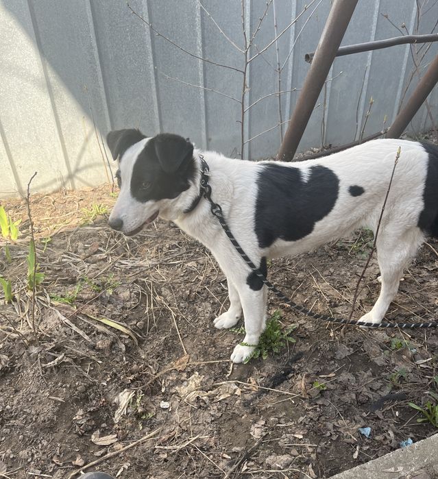 щеночек (девочка)