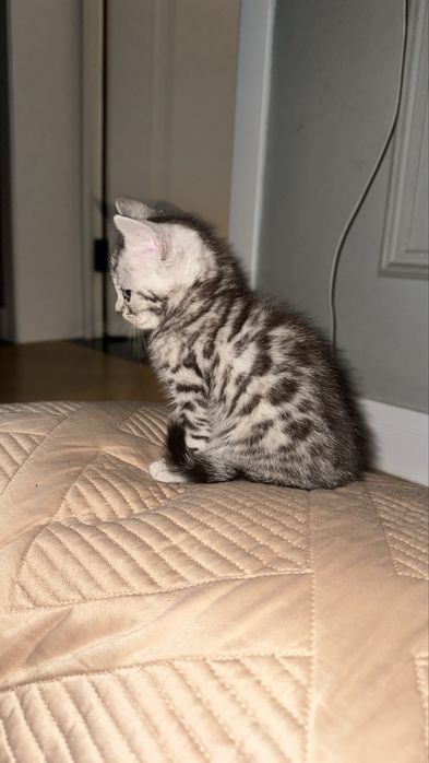 Продам котенка Бенгал мальчик