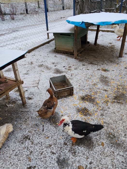 Schimb sau vând ce se vede.