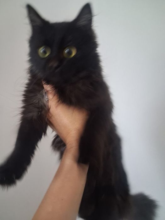 Отдам котенка, срочно!