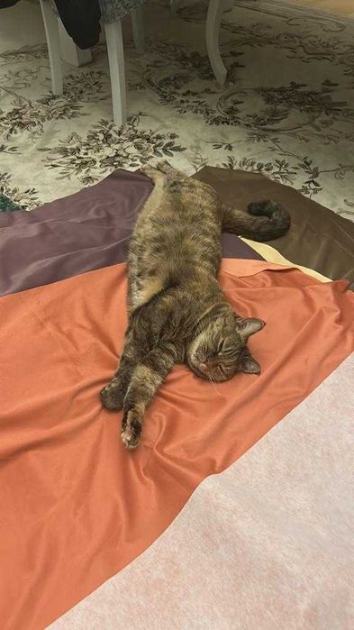 Кошка в добрые руки