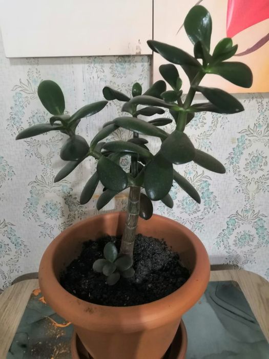 Продам комнатные растения