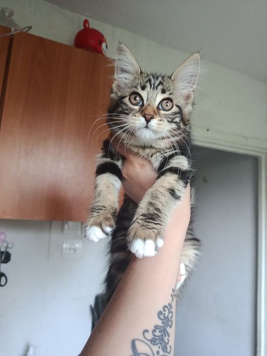 Котята  Мейн-кун