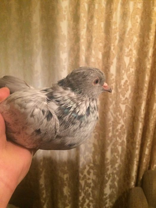 голуби бакинские