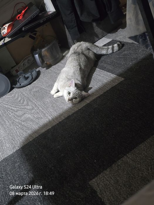 Ищу кота на вязку