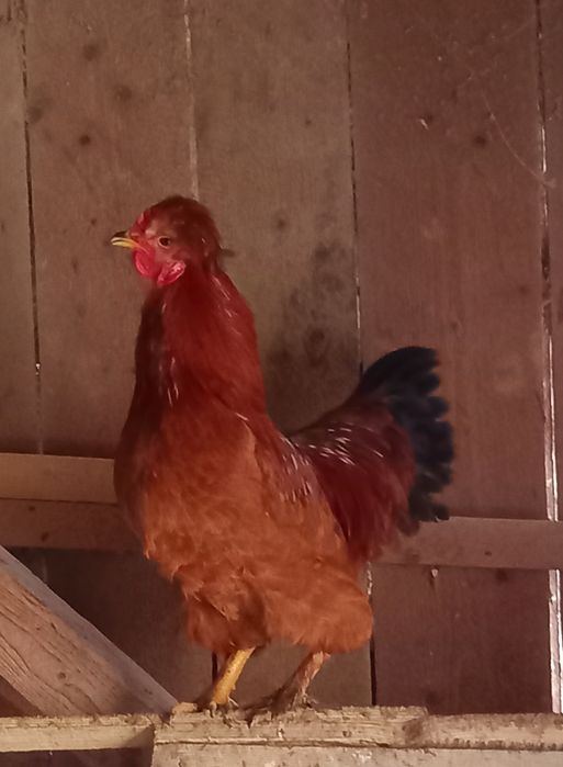 Vând doi cocoși tineri