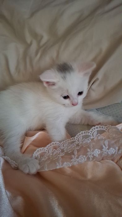 Котята 1,5мес скотиш страйт