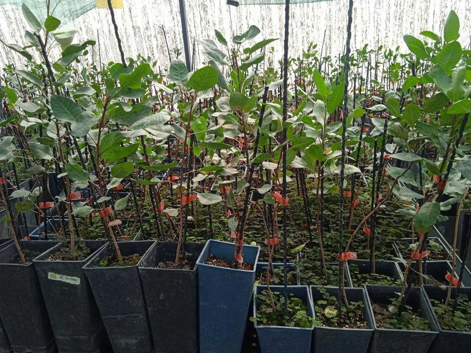 Писта кучатлари сотилади. Фисташковое дерево (саженцы)