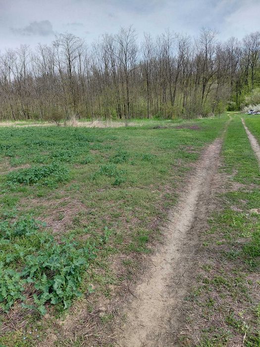Teren Ciolpani langa padure