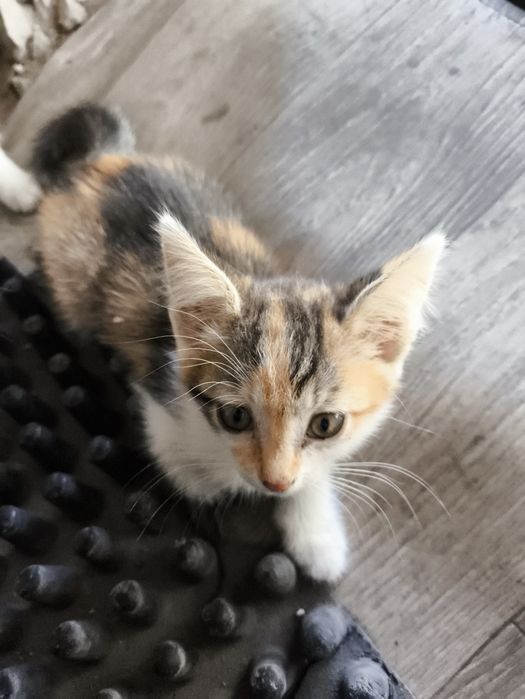 Отдат котят  (р-н Мирный)