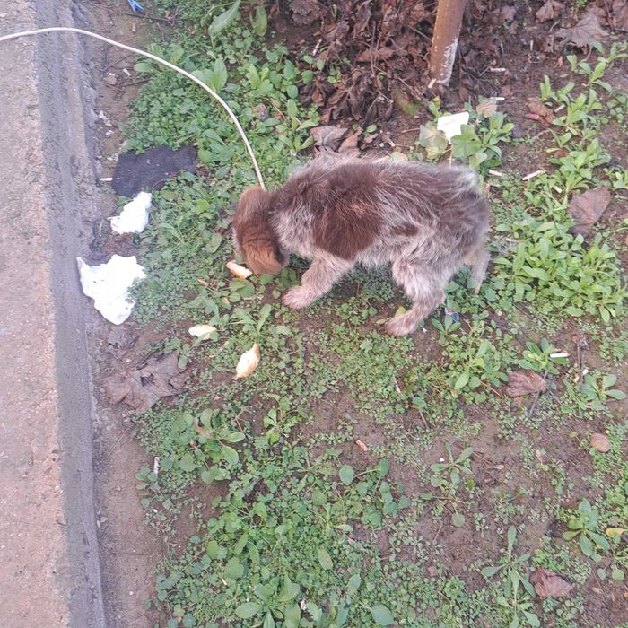 Продавам мъжко куче дратхаар