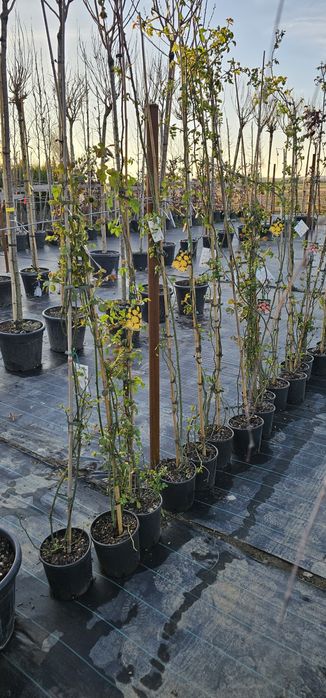 Pyracanta - Forsythia ( ploaie de aur ) leylandi