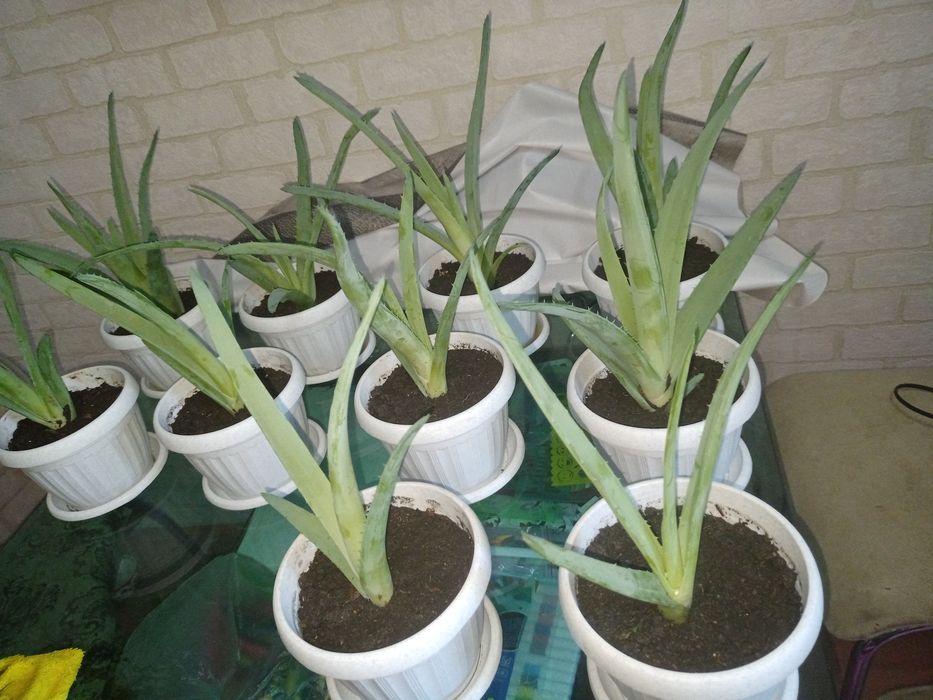 Алоэ Вера, лечебное растение