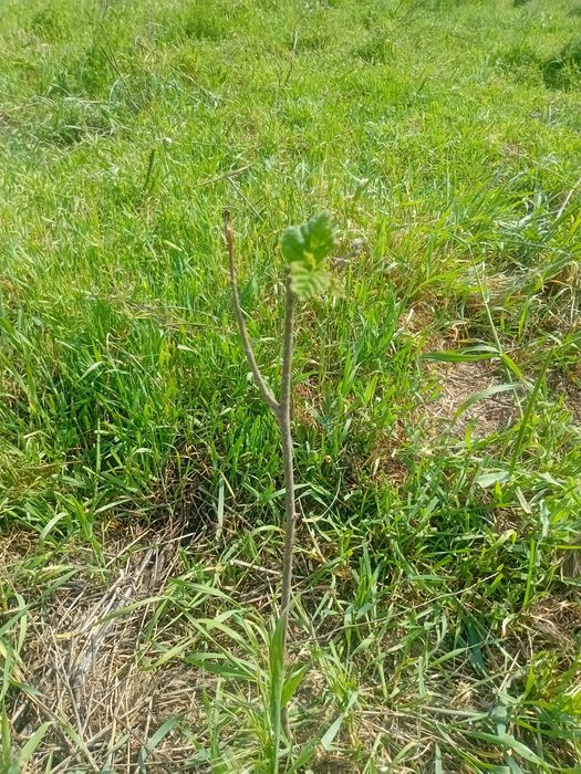 Yer Uchastkasi Sotiladi!  Narx sotixga yozilgan