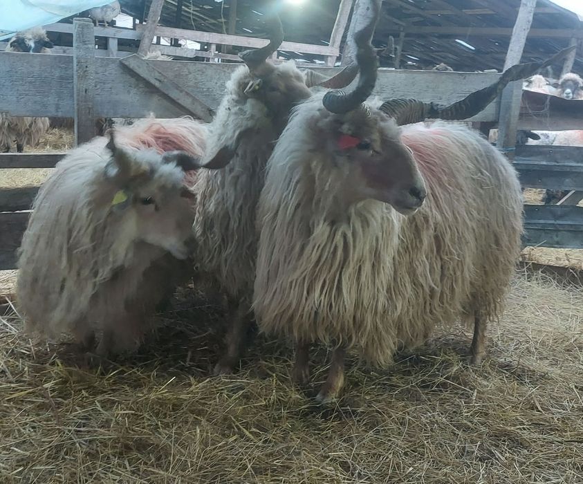 Berbeci de vânzare 3 bucăți