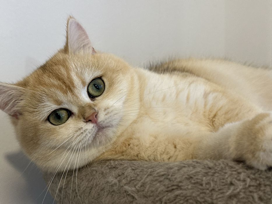 Fetita superba british shorthair golden. Pedigree WCF!
