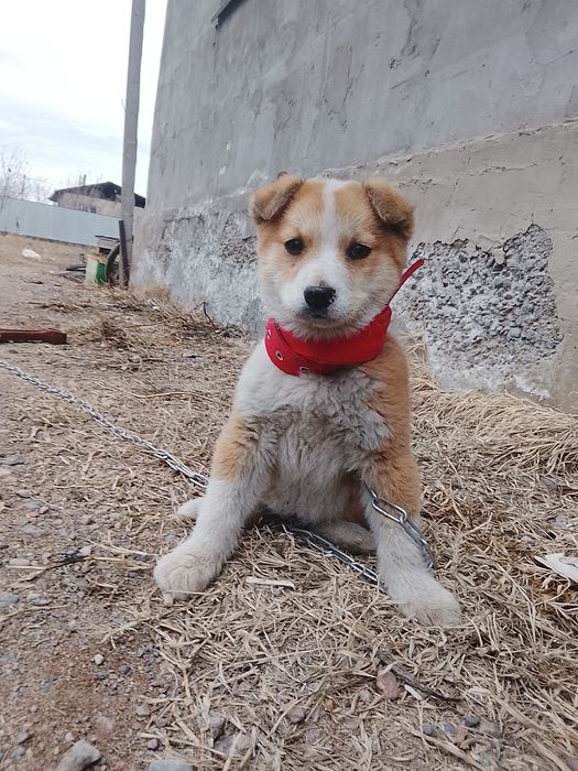 Еркек кушык сатлады