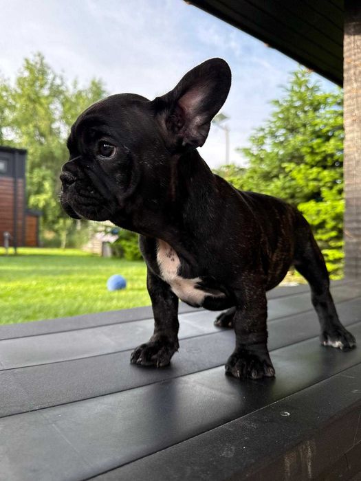 pui de Buldog Francez