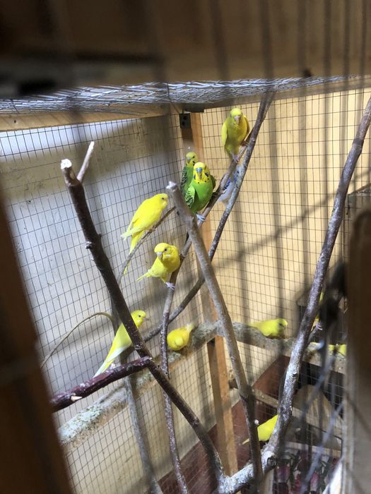 Валнысты папугае сотилади андурка козлари кизил