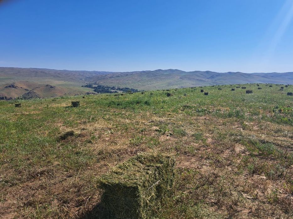 Люцерна 1500 штук