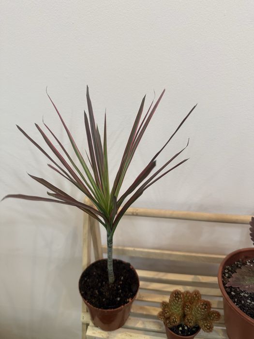 Набор из 6 цветов