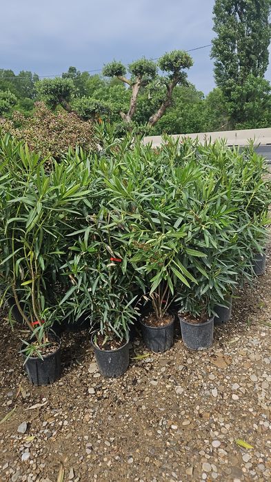 Catalpa globulara  artar