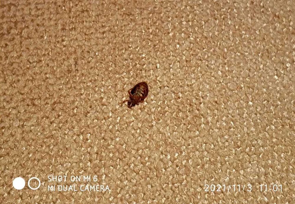 Фирма Disinlight. Уничтожение тараканов, крыс и клопов в Ташкенте