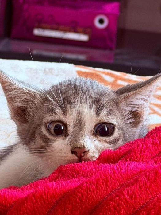 Отдам котят 2,5 месяца