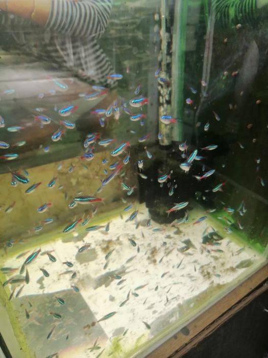 Декоративни рибки