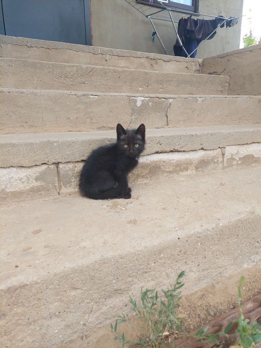 Отдам в добрые руки