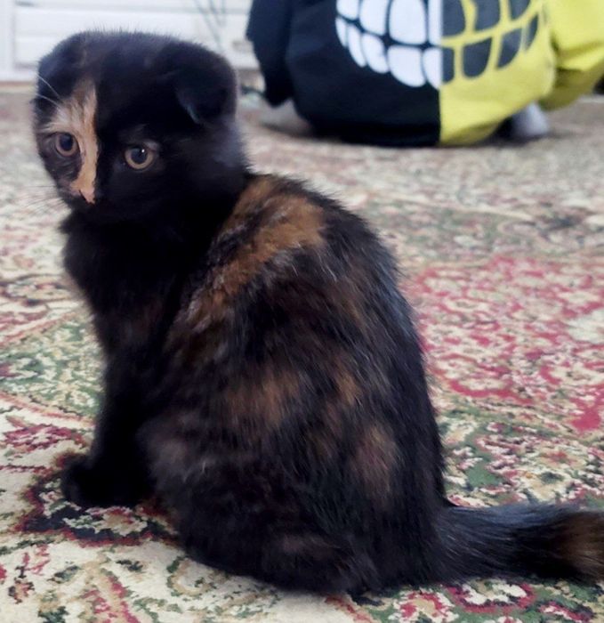 Продам котят фолд,страйт