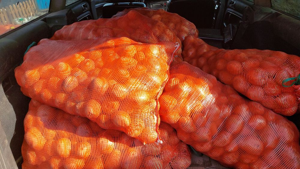 Продам картофель сорт Гала