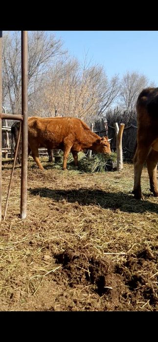 Срочно бызаулы сиыр сатылады