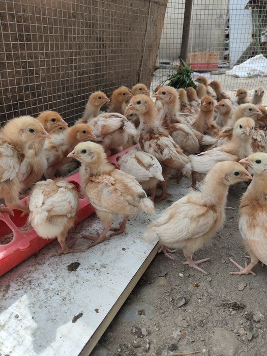 Продам кур несушек