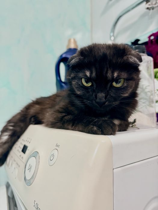 Отдам кошку в добрые руки