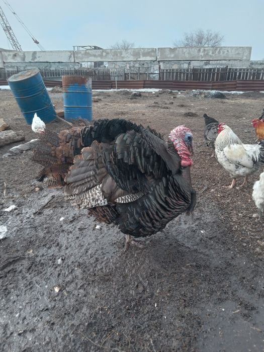 Индюки.  Продам индюков.