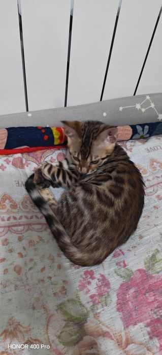 Бенгальский котенок,девочка