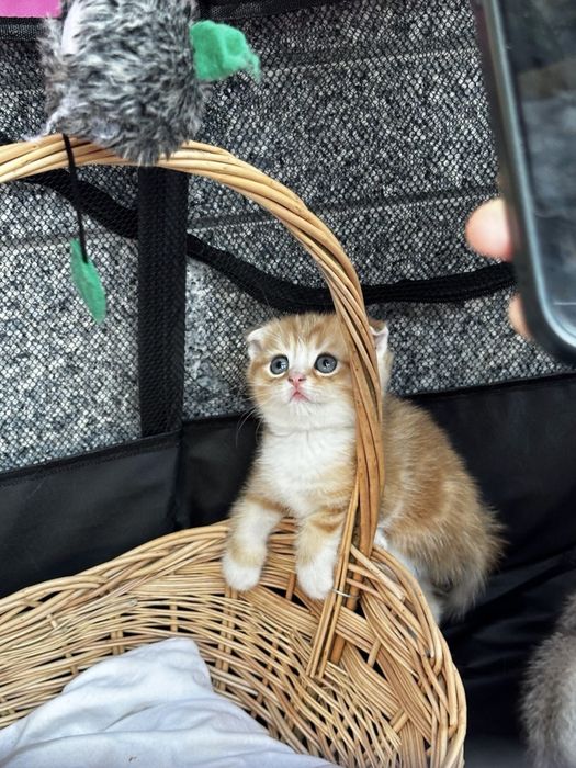 Мушукчалар огил киз