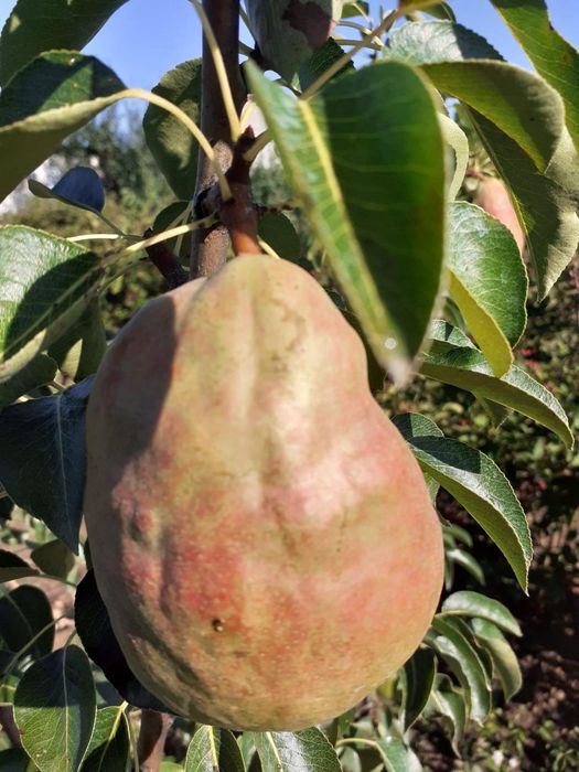 Pomi Străvechi Glia Strămoșească