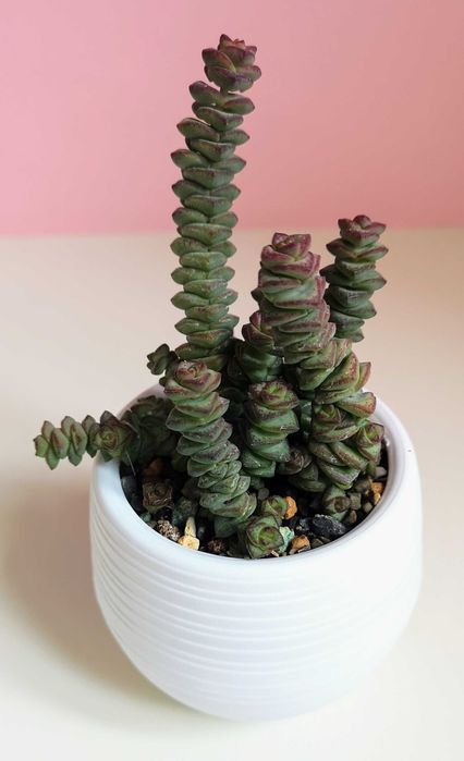 Суккуленты разные