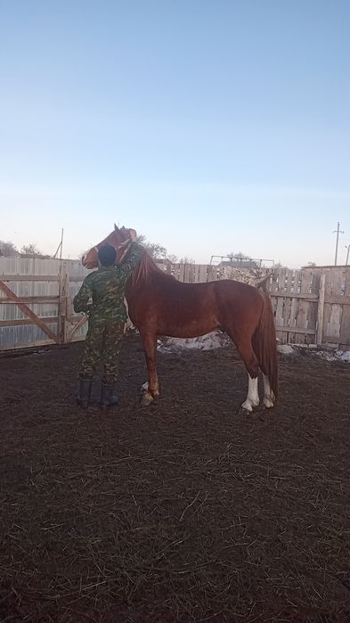 Айғыр сатылады, жеті жасар