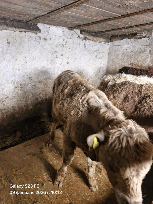 Продам быка Аулеколь