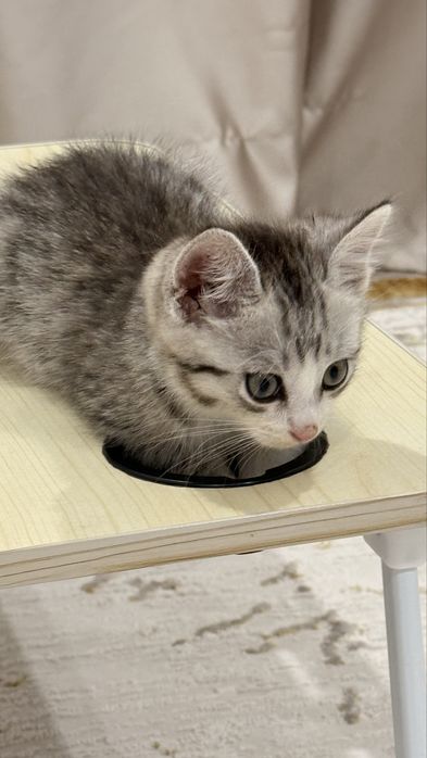 Котеной 2 месяцев