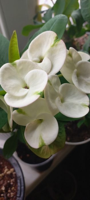 Молочай миля сортовые