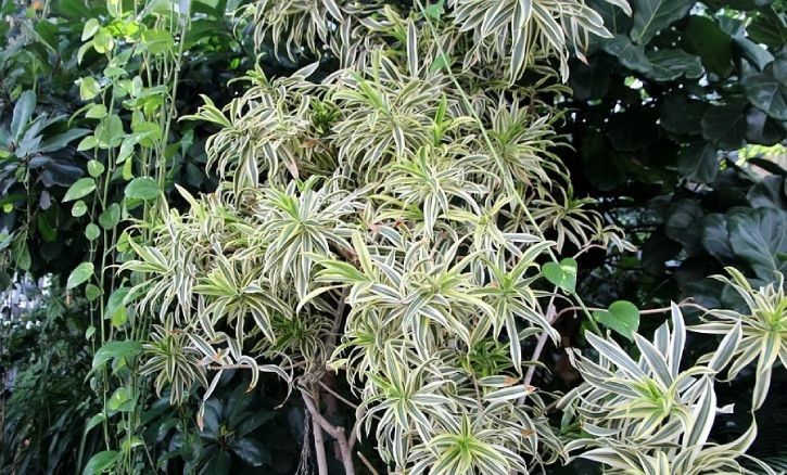 Хлорофитум вариегатный (Chlorophytum variegatum) — 25–30 см