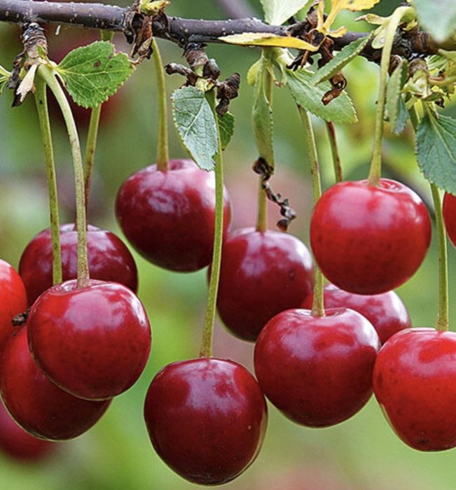 Продам крупную дачную вишню