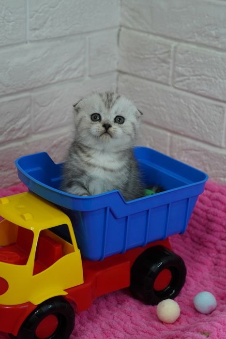 Шотландские  котята, мраморные ОкрасЫ