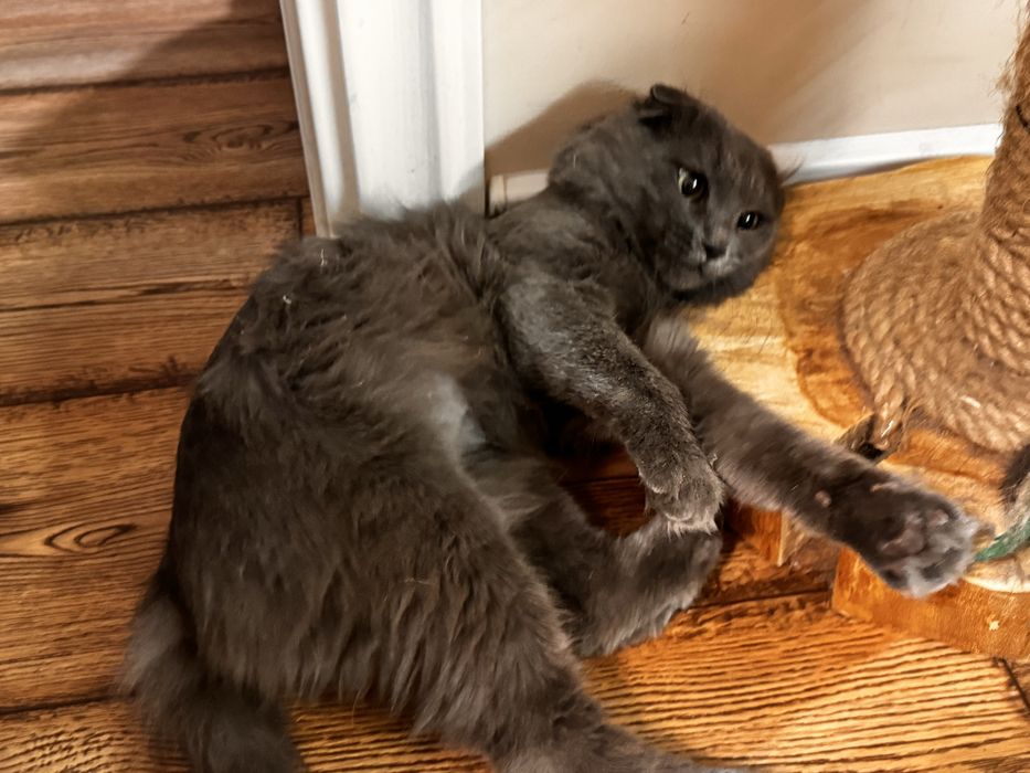 Отдаю котика в хорошие руки